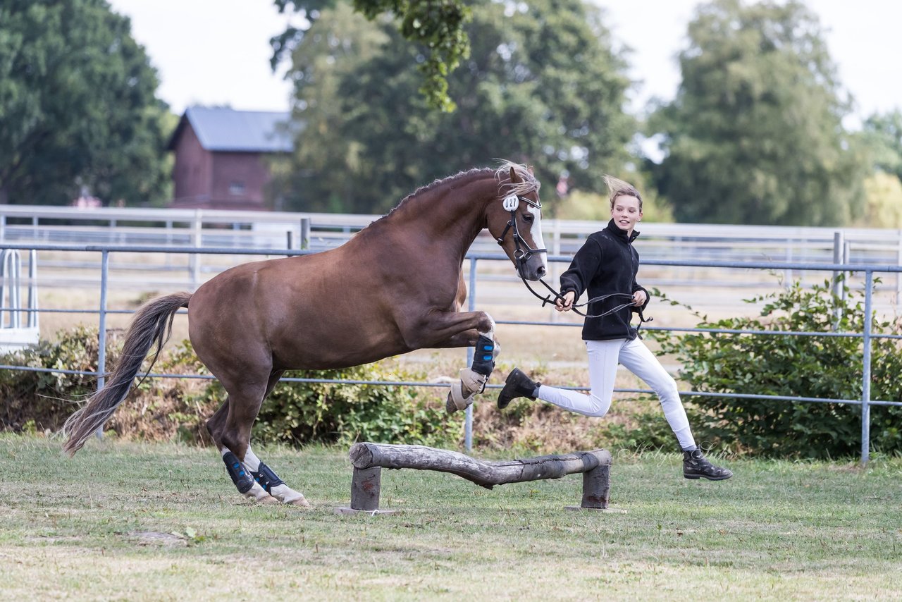 Bild 7 - Pony Akademie Turnier